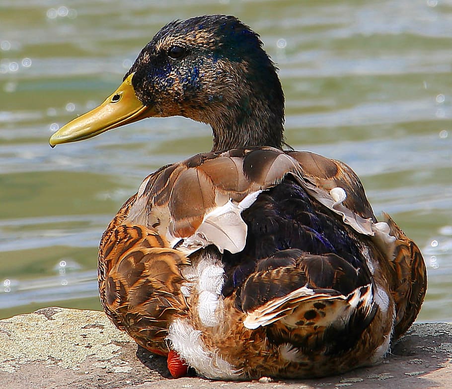 macro photography of brown and black duck, drake, federtier HD wallpaper