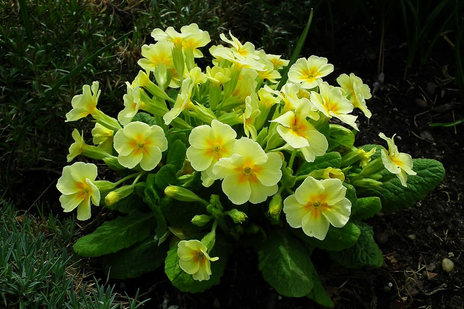 flower, primula, yellow, spring, nature, plant, garden, flowering plant HD wallpaper