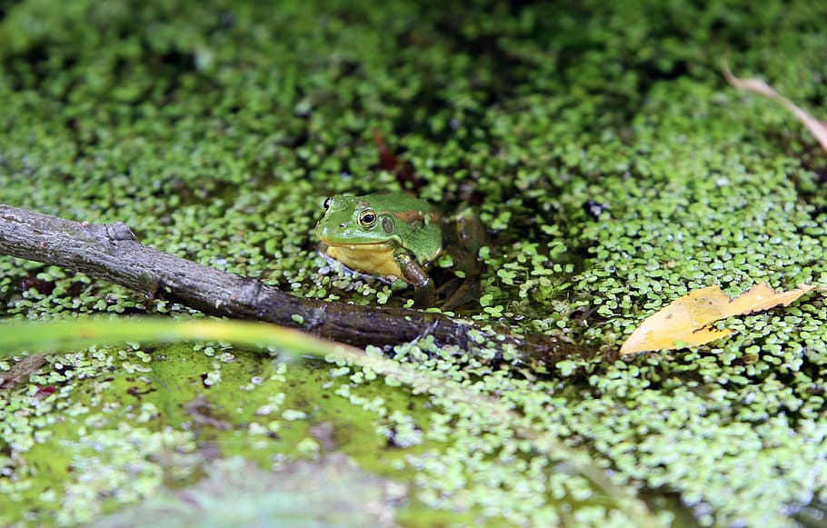 tree frogs, nature, animal themes, animal wildlife, animals in the wild HD wallpaper