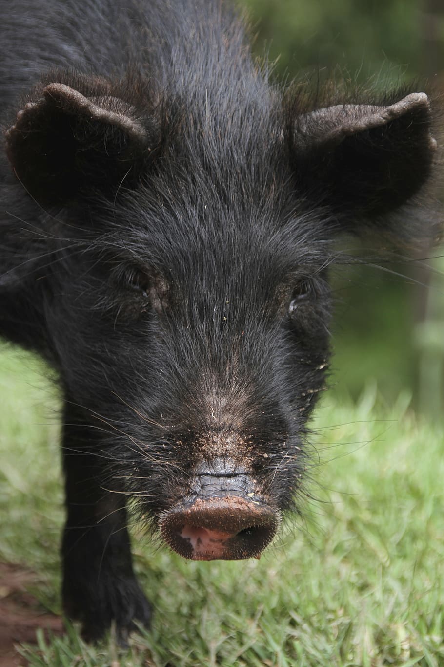 pig, nose, piglet, sow, sniffing, farm, bristles, smell, mud, HD wallpaper