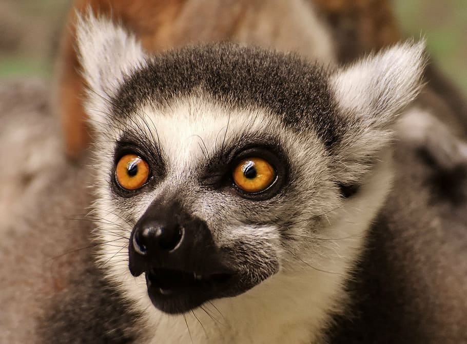 shallow focus of black and gray lemur, monkey, cute, eat, zoo, HD wallpaper