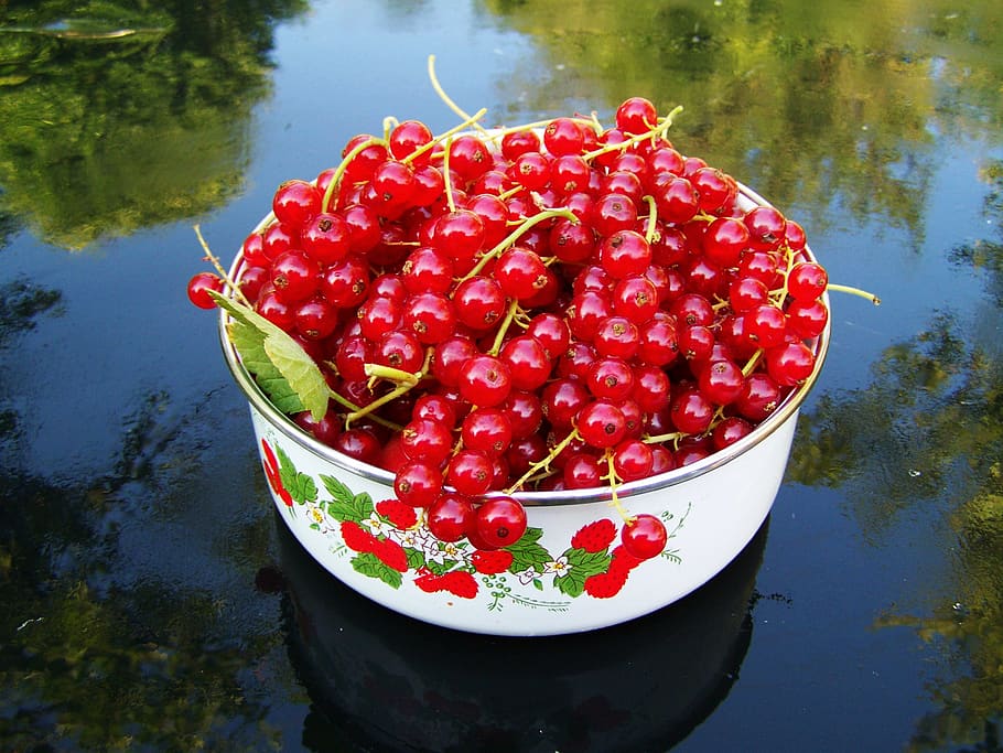 blackcurrant, mature, fruit, red, water, healthy eating, day HD wallpaper