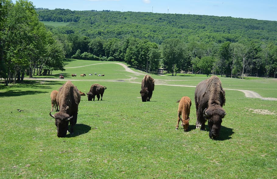 landscape, buffalo, bison, wild, nature, animal, windmills HD wallpaper