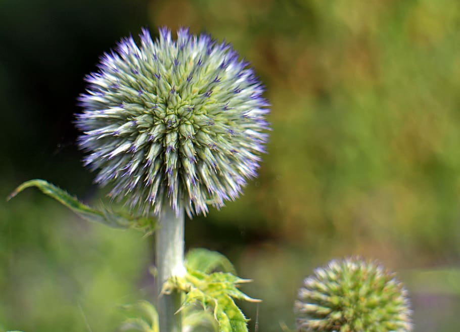 Blossom, Bloom, Blue, Globe Thistle, echinops, plant, flora HD wallpaper