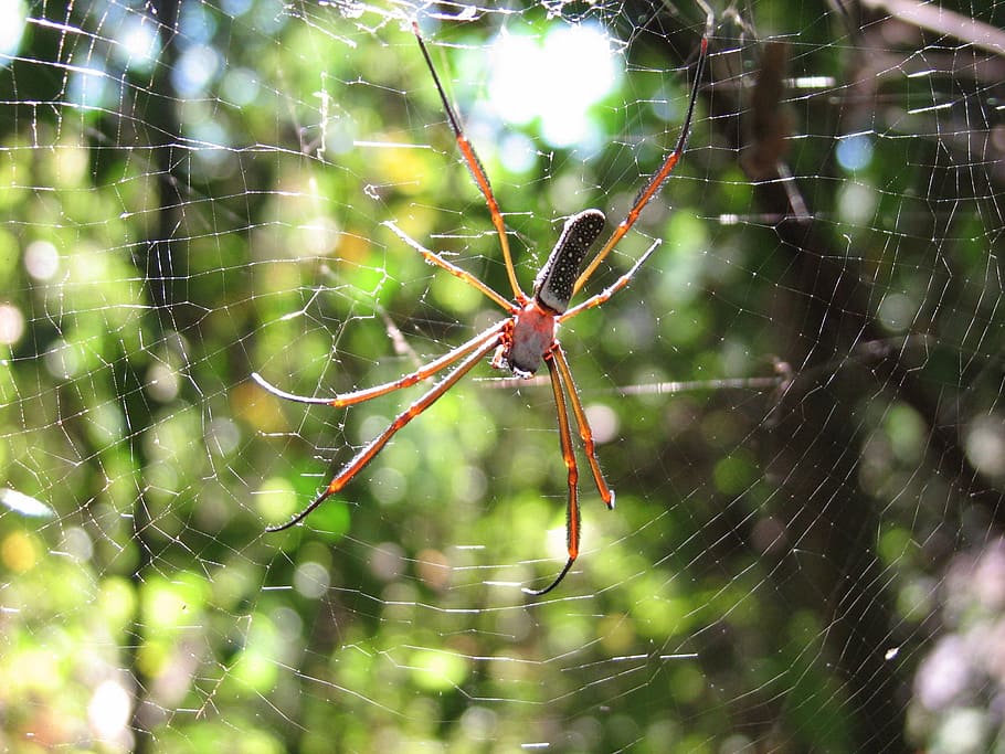 Spider, Spiderweb, Cobweb, Arachnid, Bug, trap, insect, poisonous HD wallpaper