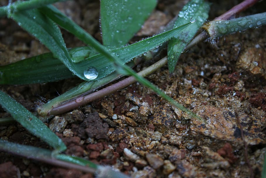 water drops, ball, leaf, plant, soil, early in the morning HD wallpaper