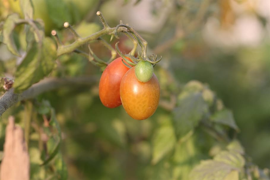 tomato, plant, fruit, vegetable, garden, food and drink, healthy eating HD wallpaper