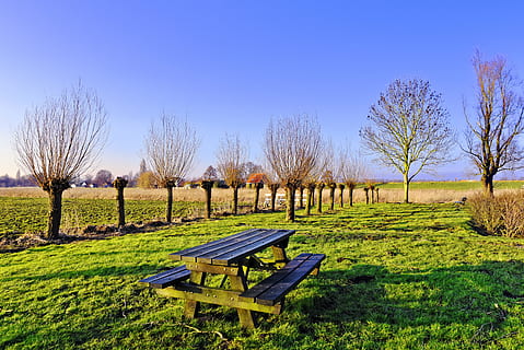 brown wooden picnic table placed in grass ground surrounded by bare trees HD wallpaper