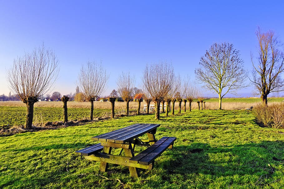 brown wooden picnic table placed in grass ground surrounded by bare trees HD wallpaper