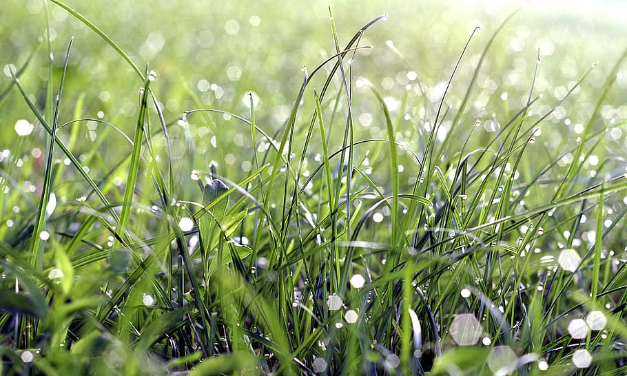 close-up of green grass, Drops, Water, Flashes, rosa, lights HD wallpaper