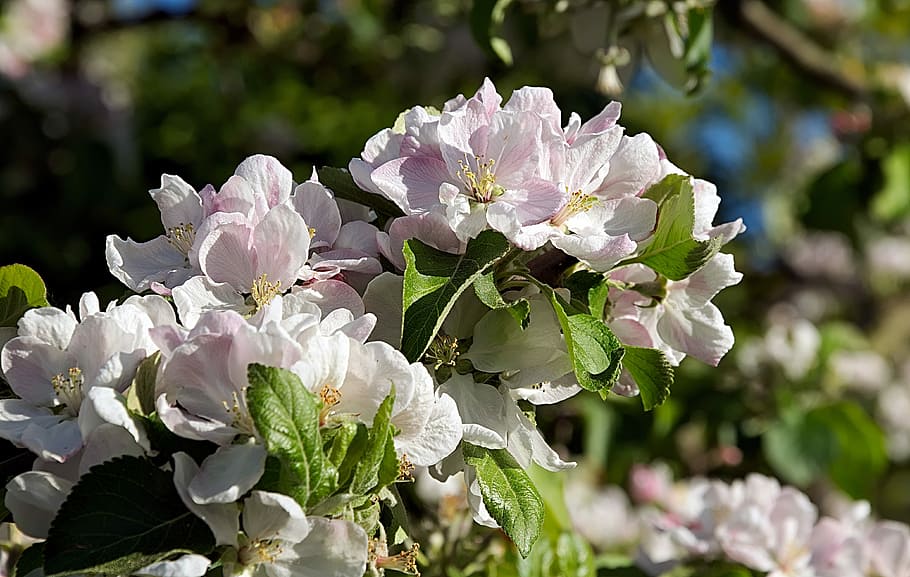 white flower lot, apple blossom, pink, fruit tree, branch, apple tree HD wallpaper