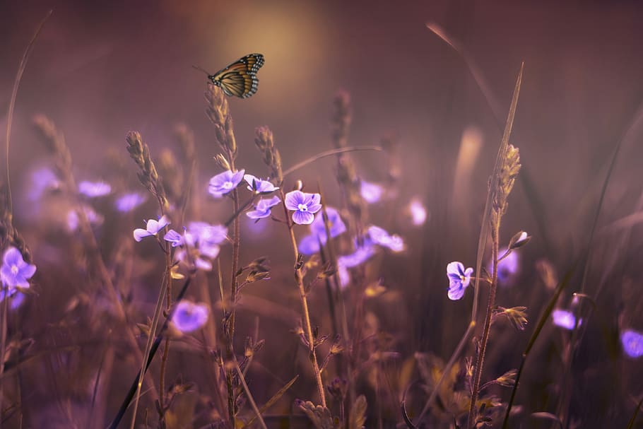 tilt shift lens photography of purple flower, flowers, butterfly, HD wallpaper