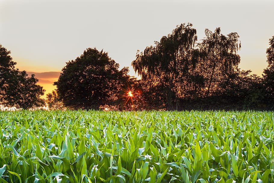 landscape, corn, sun, field, summer, sky, nature, plant, growth HD wallpaper