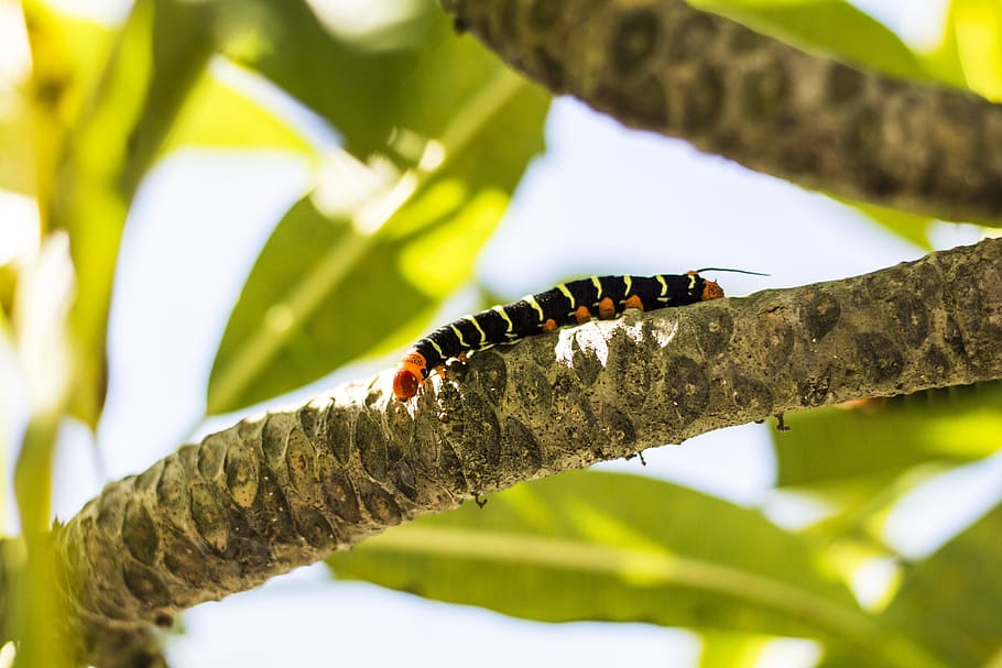 Tetrio sphinx caterpillar 1080P, 2K, 4K, 5K HD wallpapers free download