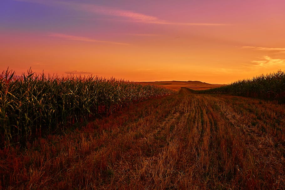 Landscape of cornfields during sunset in India, dusk, farm, photos