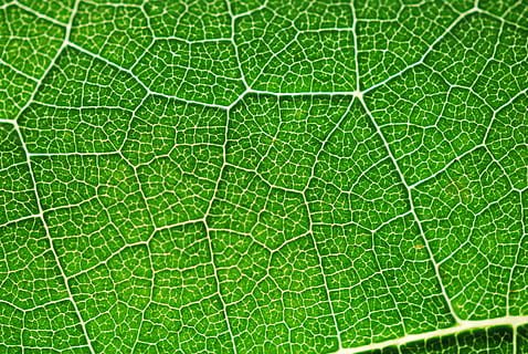 HD wallpaper: Leaf, Nerves, Detail, Fig Tree, ramifications ...