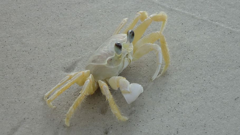 Siri, Beach, Crab, White, mar, no people, yellow, indoors, close-up HD wallpaper