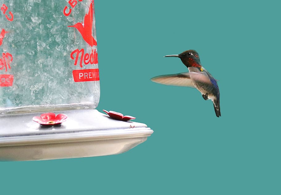 flying gray hummingbird, cuba, feeder, nectar, nature, wildlife HD wallpaper