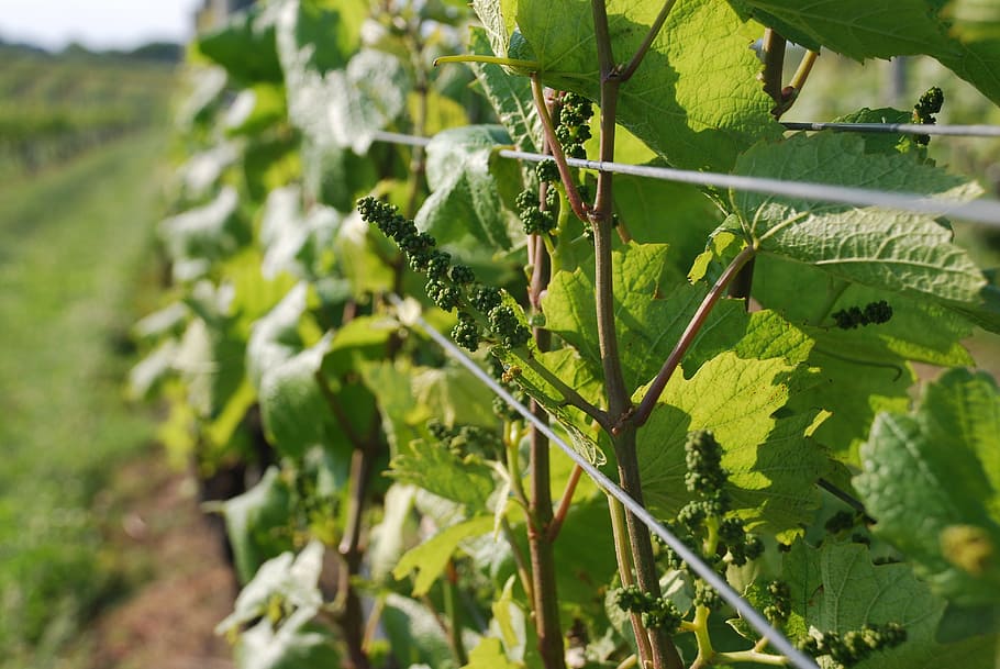 grapes, wine, vineyard, drink, fruit, green, harvest, plant HD wallpaper