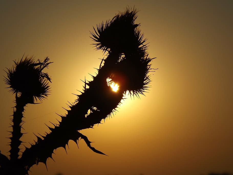 east, spin, red, sun, silhouette, sunset, sky, nature, no people HD wallpaper