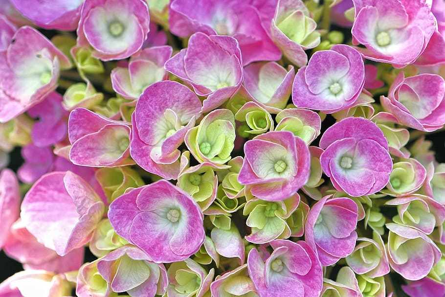 purple-and-green hydrangea flowers, communion flower, pink flower, HD wallpaper