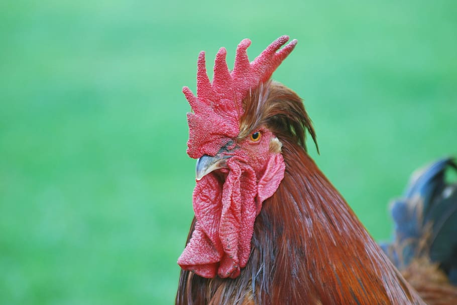 HD wallpaper: Cock, Village, Comb, Beak, Poultry, Farm, rooster, bird ...