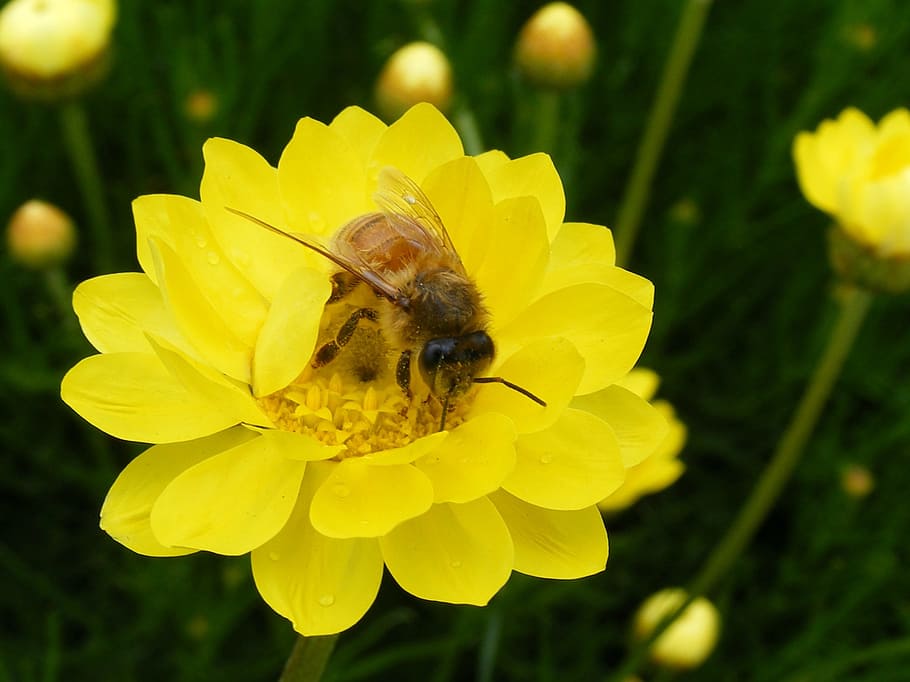 honeybee, paper daisy, yellow, pollen, collecting, collection HD wallpaper