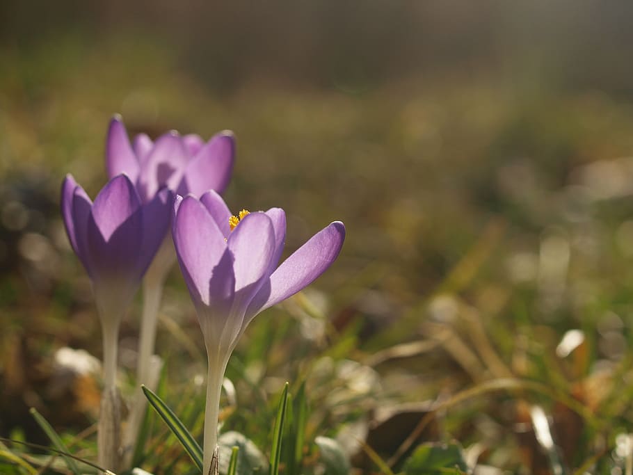 crocus, spring, flower, violet, purple flowers, flowering plant HD wallpaper