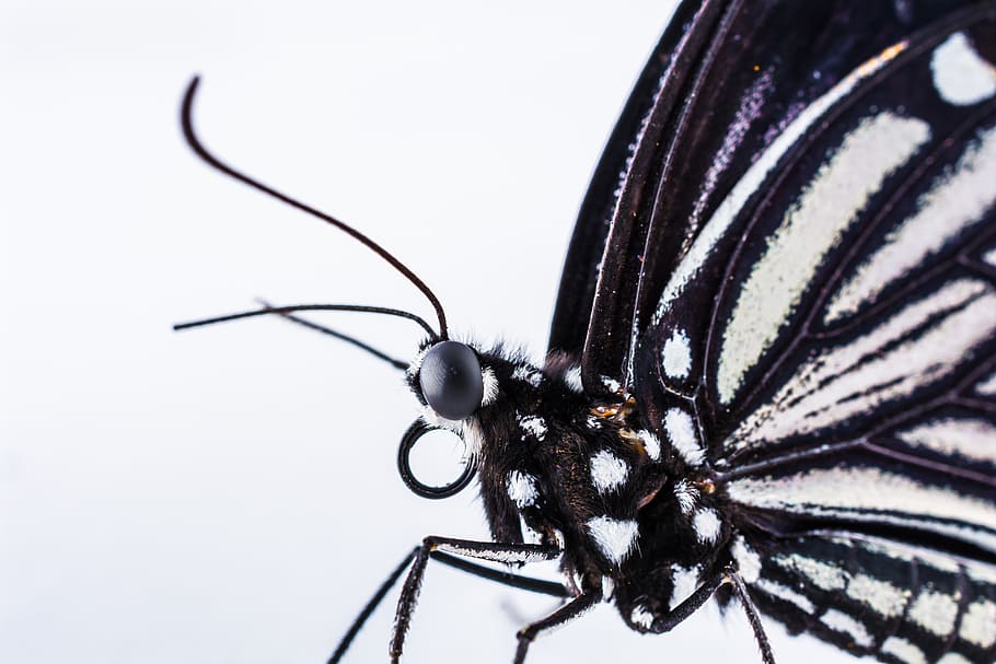 butterfly, insect, invertebrate, animal wildlife, animal themes HD wallpaper