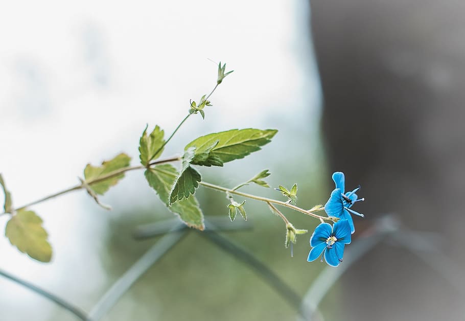 Flower, Blue, Summer, nature, branch, springtime, plant, leaf HD wallpaper
