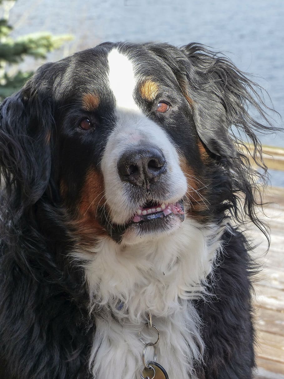bernese, mountain, dog, waiting, nature, canine, pet, human friendly HD wallpaper