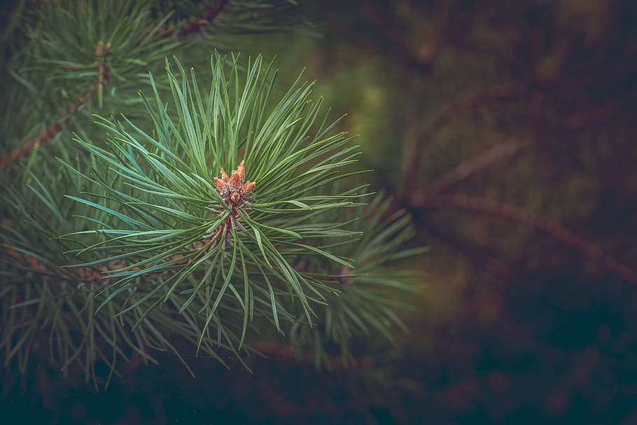 Green Pine Needles at Daytime, blur, branch, close-up, flora HD wallpaper