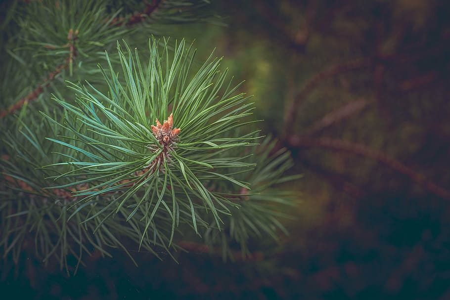 macroshot photography green leaf plant, pine, forest, branch HD wallpaper