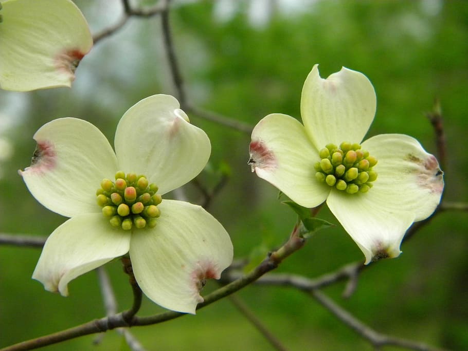 dogwoods, trees, blooming trees, flower, beautiful, blossom HD wallpaper