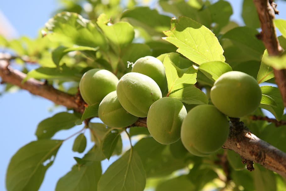 close-up photo of round green fruits, Plum, Peach, Spring, Apricot HD wallpaper