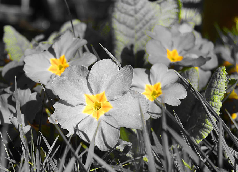 primrose, primula, yellow, flowers, spring, macro, nature, flowering plant HD wallpaper