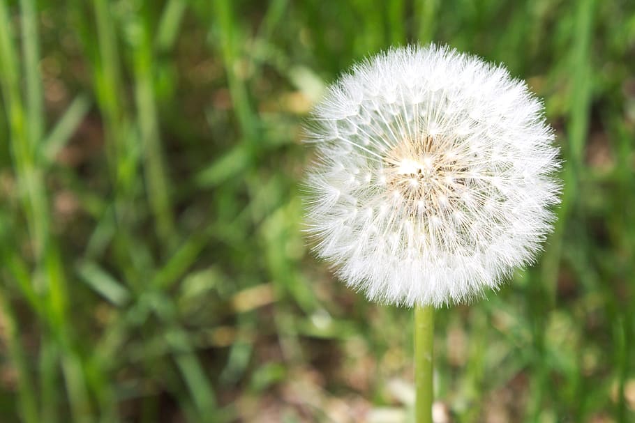 dandelion, nature, seed, white, vow, field, seeds, plant, freshness, HD wallpaper