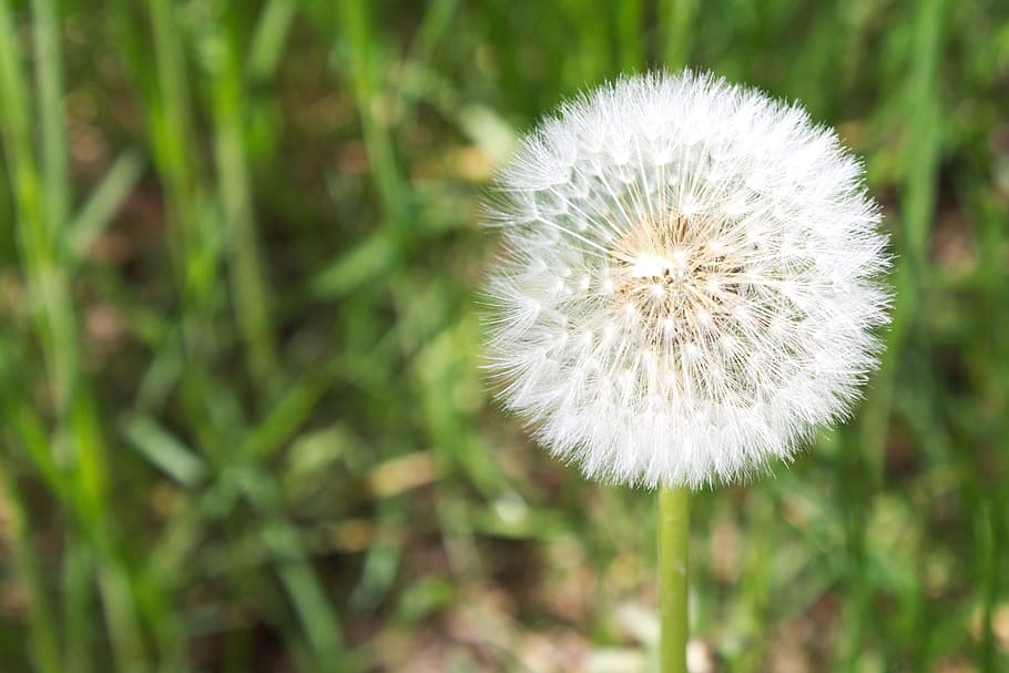 dandelion, nature, seed, white, vow, field, seeds, plant, freshness HD wallpaper