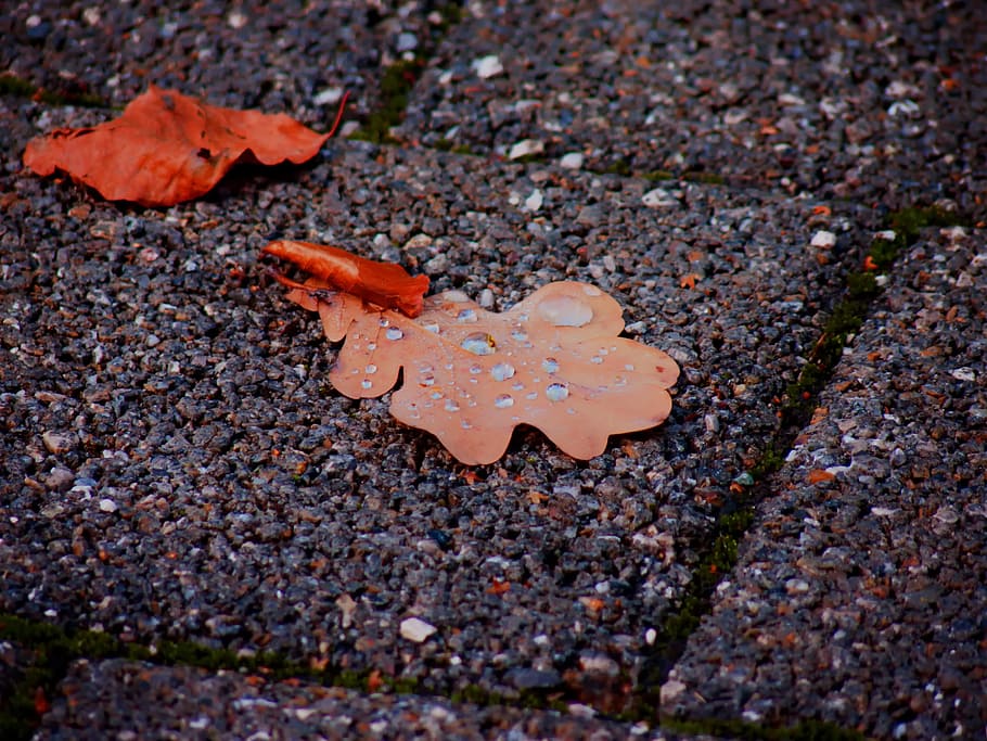 Autumn, Dew, Leaves, Drip, Nature, drop of water, no people HD wallpaper