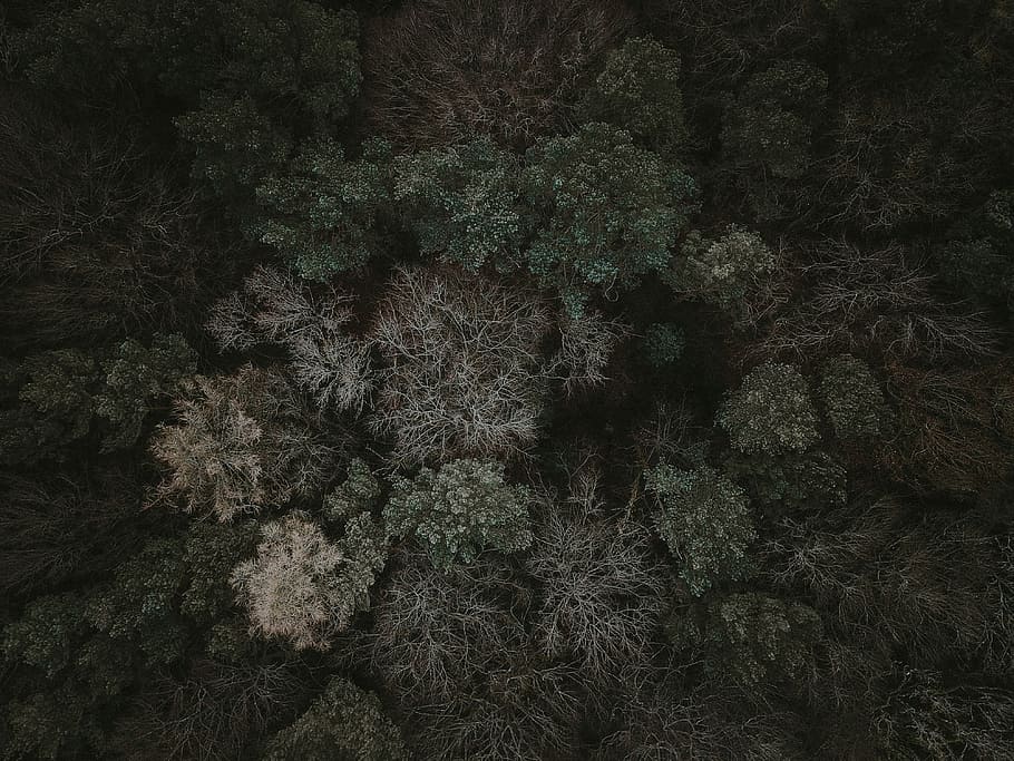 aerial photography of trees, plant, full frame, growth, no people HD wallpaper