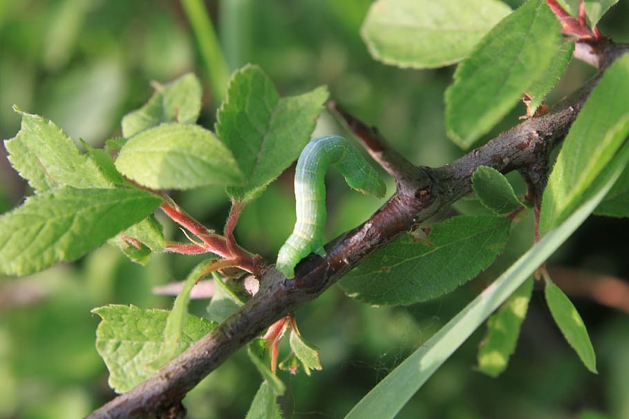 blade, caterpillar, grass, small, insects, nature, animal themes HD wallpaper