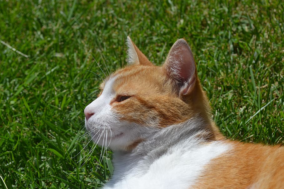 animals, cute, cat, gaze, grass, pets, cruise, outdoor, mammal HD wallpaper