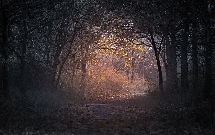 dirt road between trees, photo, forest, dark, plant, nature HD wallpaper