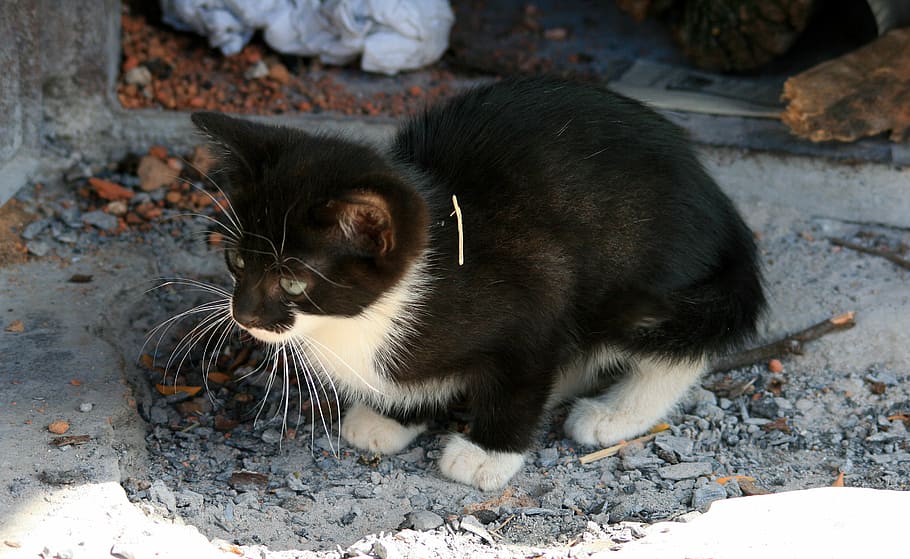 kitten, small, cat, black, white, timid, cute, mammal, animal HD wallpaper
