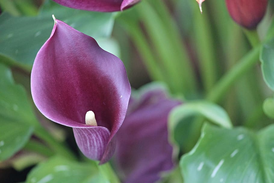 purple calla lily flower in selective focus photography, calla flower HD wallpaper