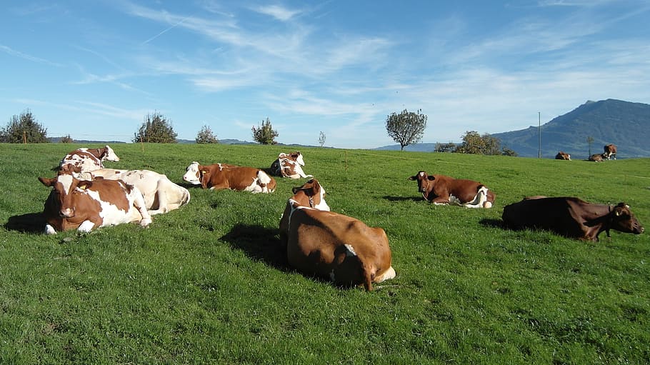 Cows, Pasture, Animals, Nature, landscape, sky, blue, green HD wallpaper