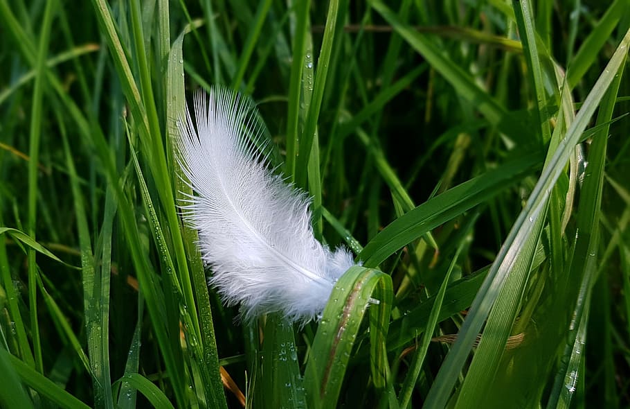 white feather on green grass, spring, bird feather, down, tender HD wallpaper