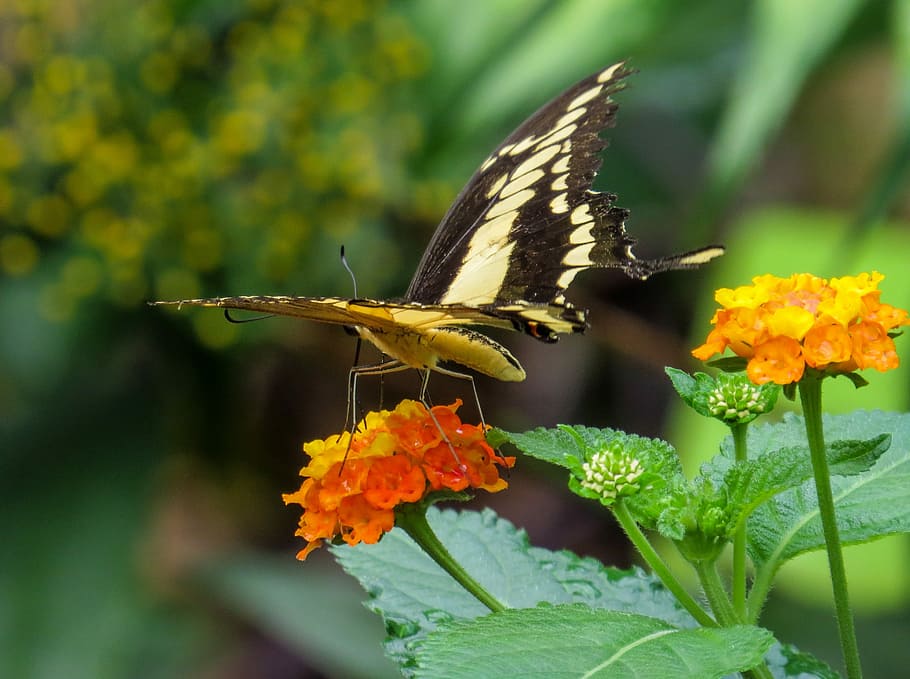 Butterfly, Insect, Close, Wing, Probe, flower, one animal, animals in the wild HD wallpaper