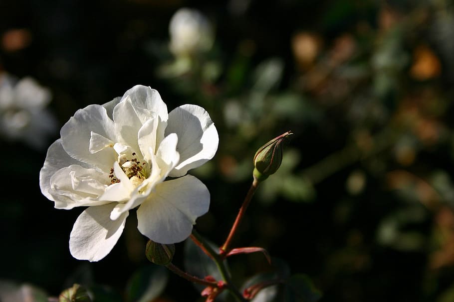 rose, white, blossom, bloom, flower, nature, plant, garden HD wallpaper