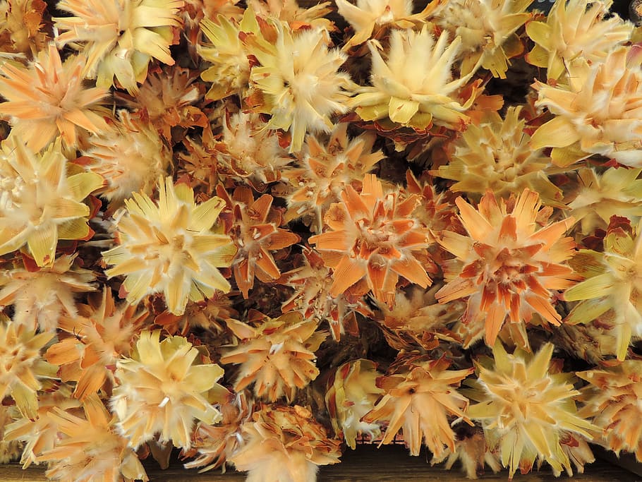 Seeds, Decoration, dried, nature, plant, flower, close-up, yellow HD wallpaper